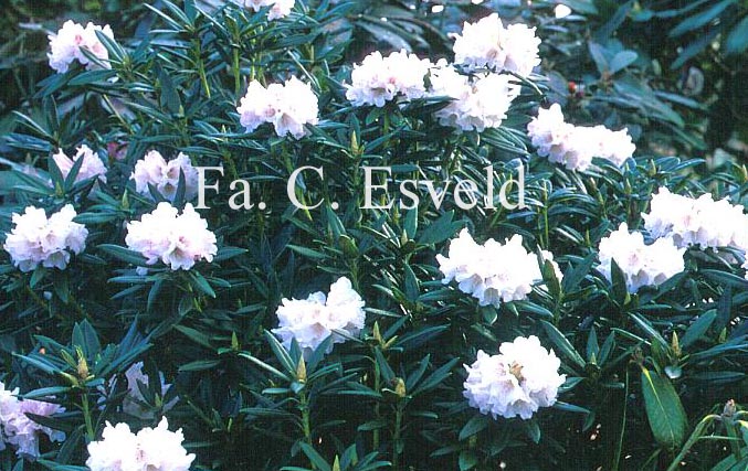 Rhododendron 'Streatley'