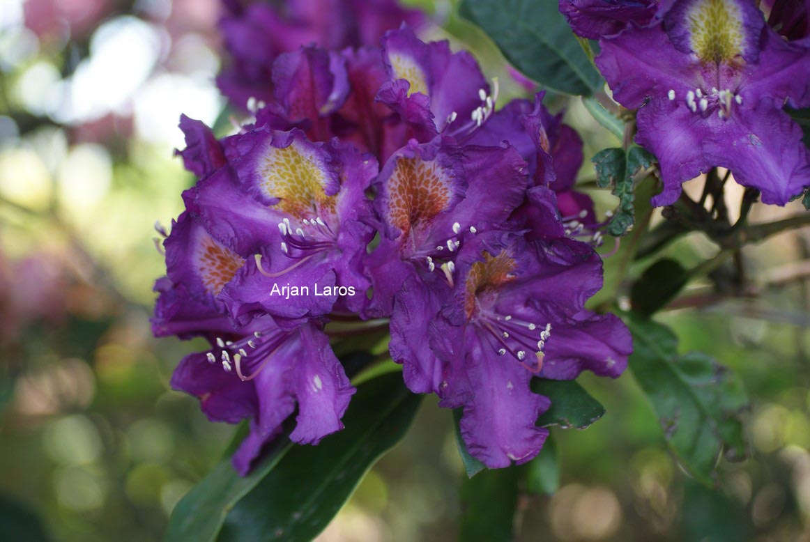 Rhododendron 'Tamarindos'