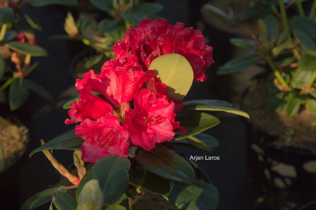 Rhododendron 'Tromba'