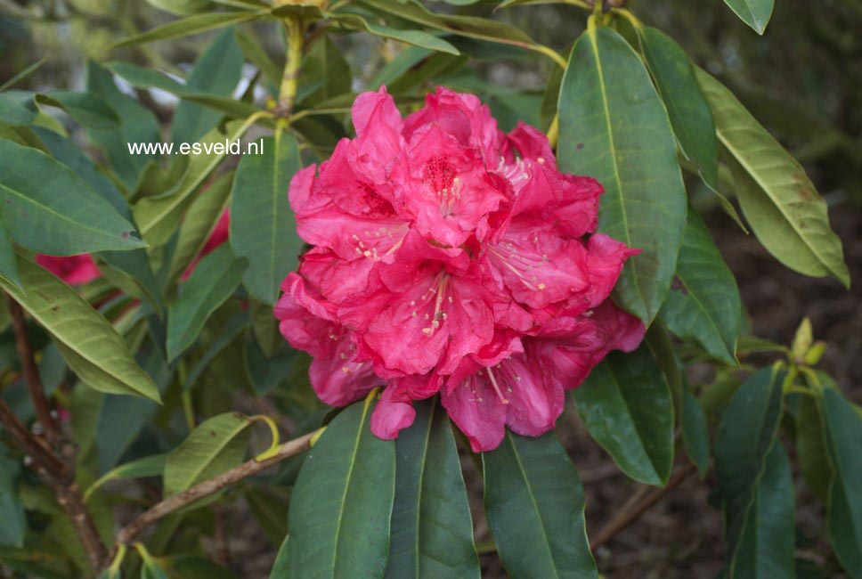 Rhododendron 'Unknown Warrior'