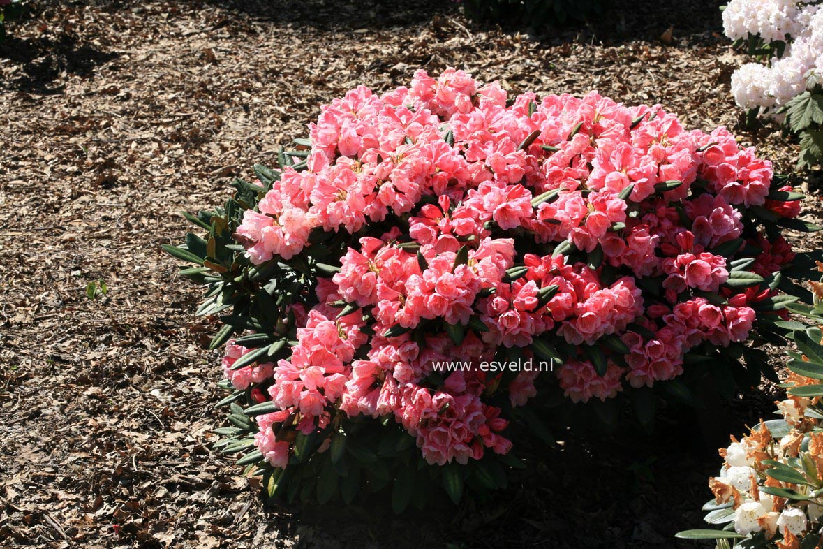 Rhododendron 'Vintage Rose'