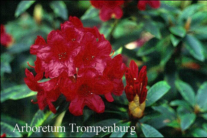 Rhododendron 'Vulcan'