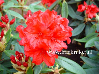 Rhododendron 'Vulcan's Flame'