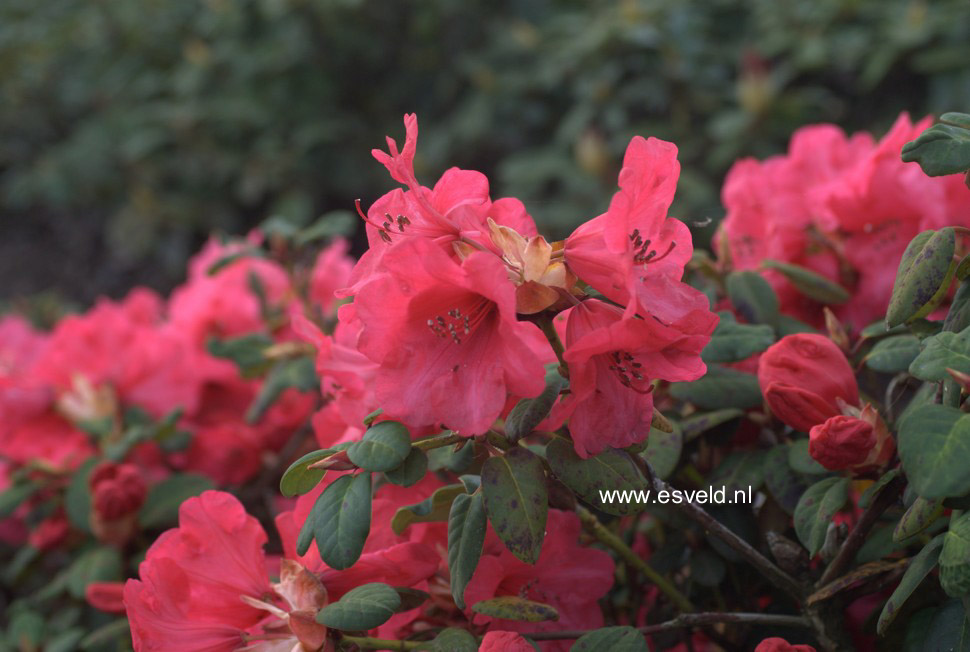 Rhododendron 'Whisperingrose'