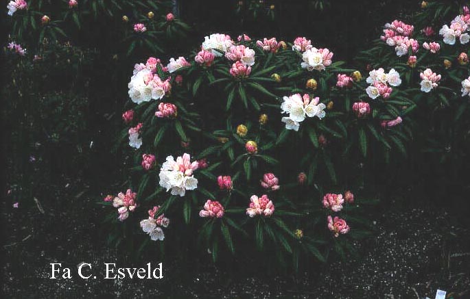 Rhododendron 'Yaku Angel'