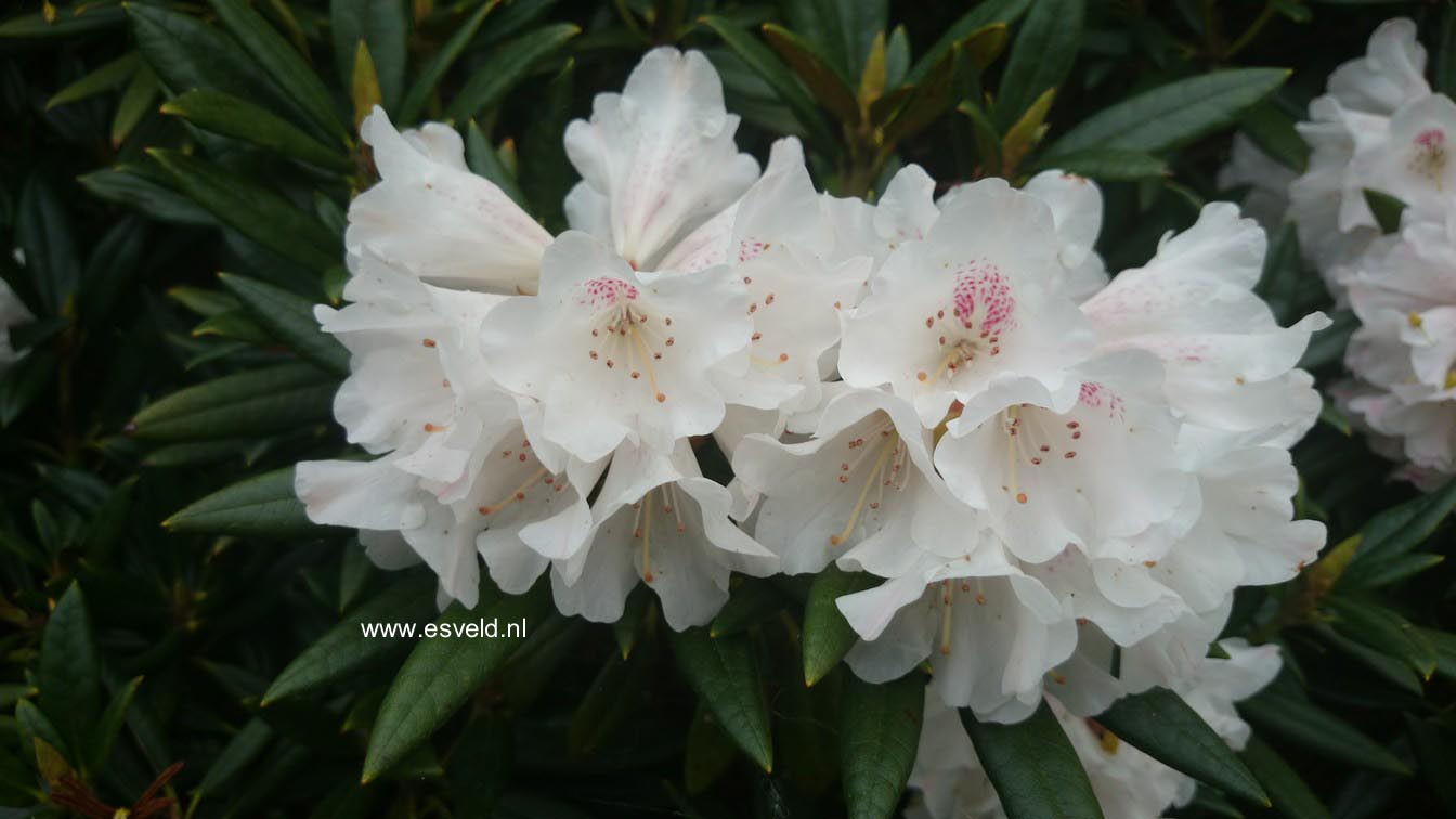 Rhododendron aberconwayi x yakushimanum