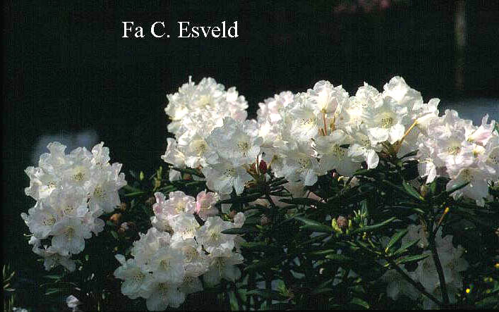 Rhododendron aberconwayi