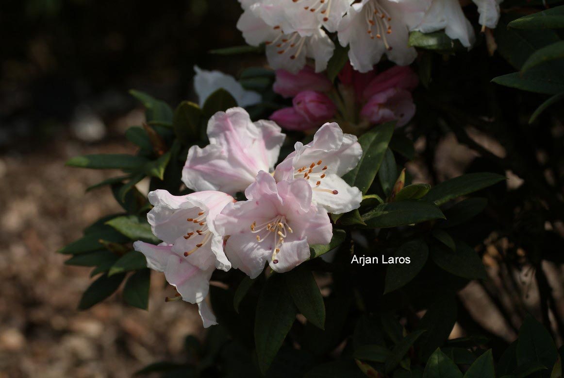 Rhododendron alutaceum