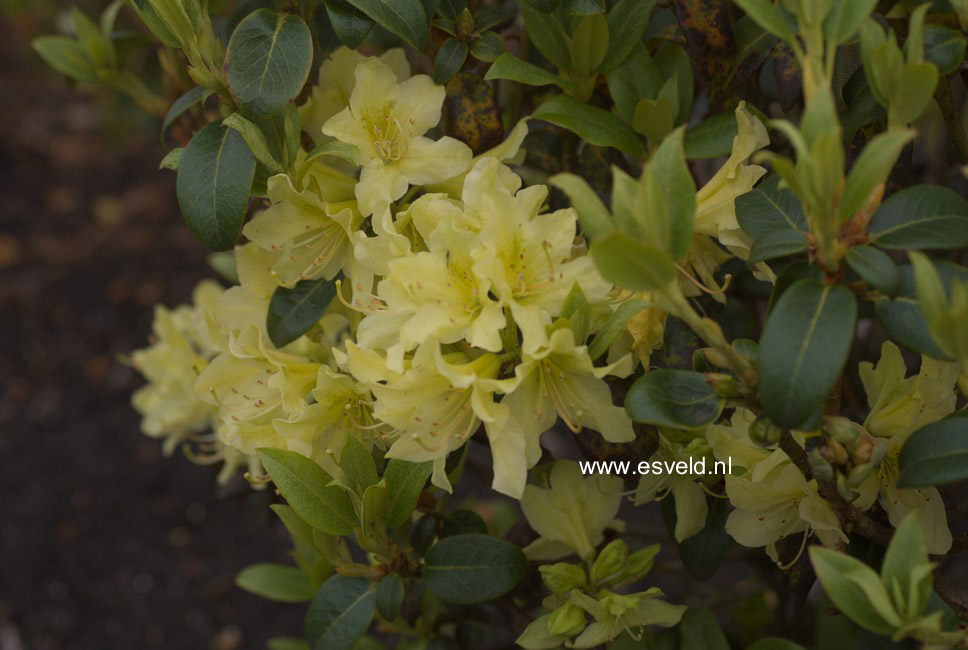 Rhododendron ambiguum