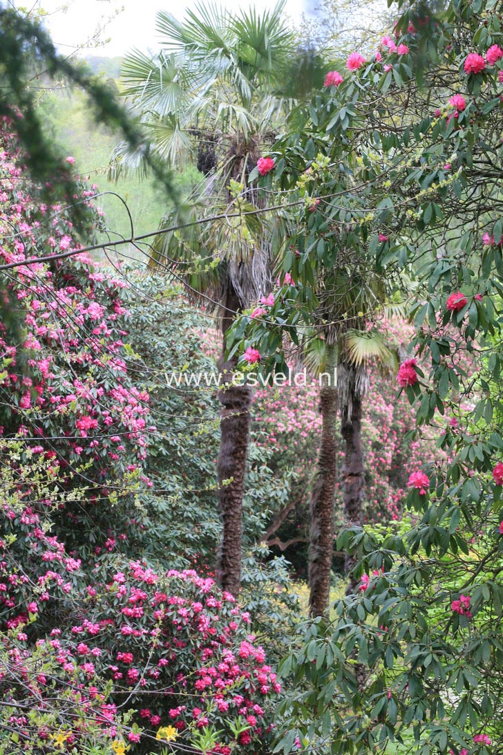 Rhododendron arboreum