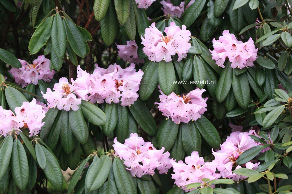 Rhododendron argyrophyllum 'Chinese Silver'