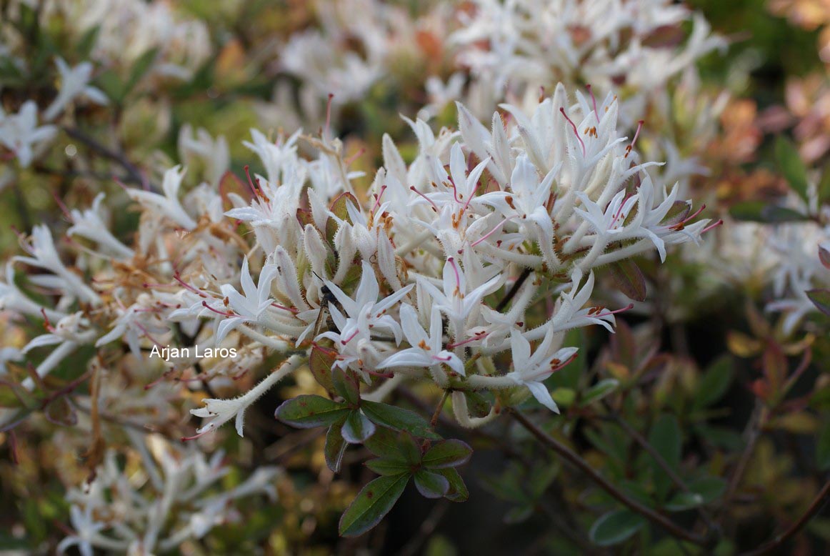 Rhododendron atlanticum