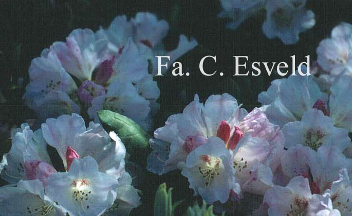 Rhododendron bureavioides