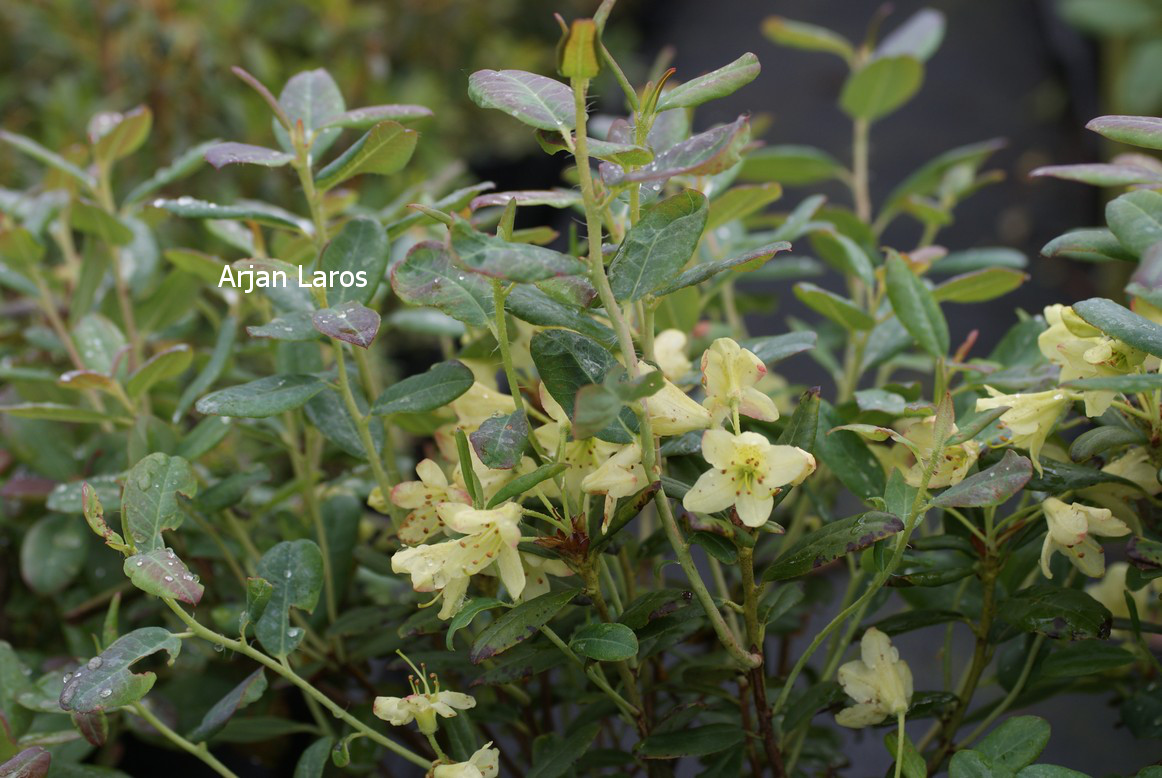 Rhododendron caesium