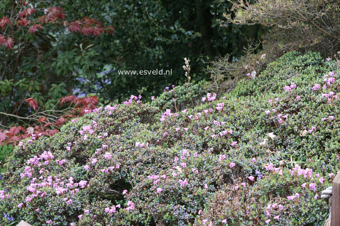 Rhododendron campylogynum