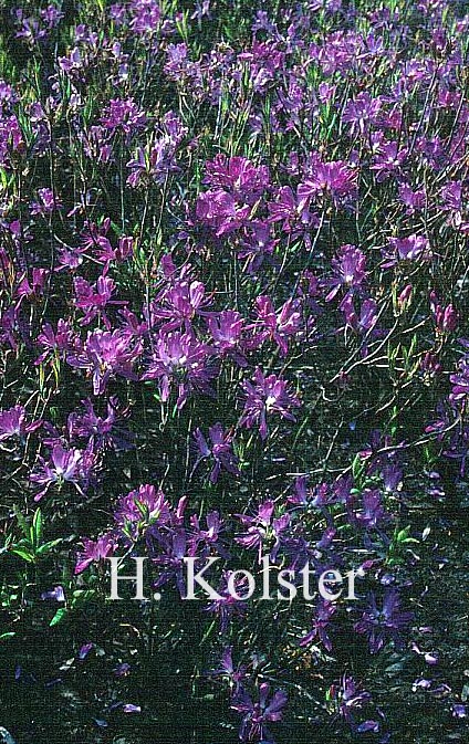 Rhododendron canadense