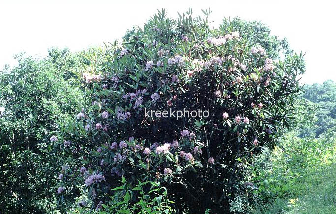 Rhododendron catawbiense