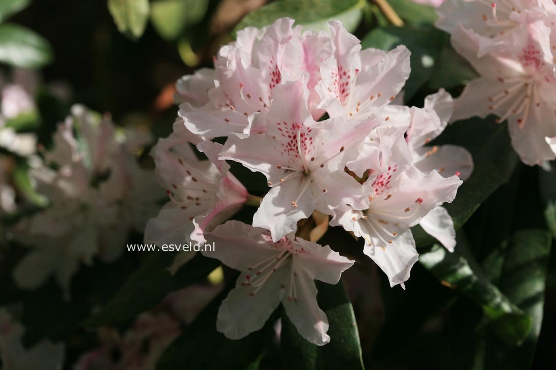Rhododendron caucasicum
