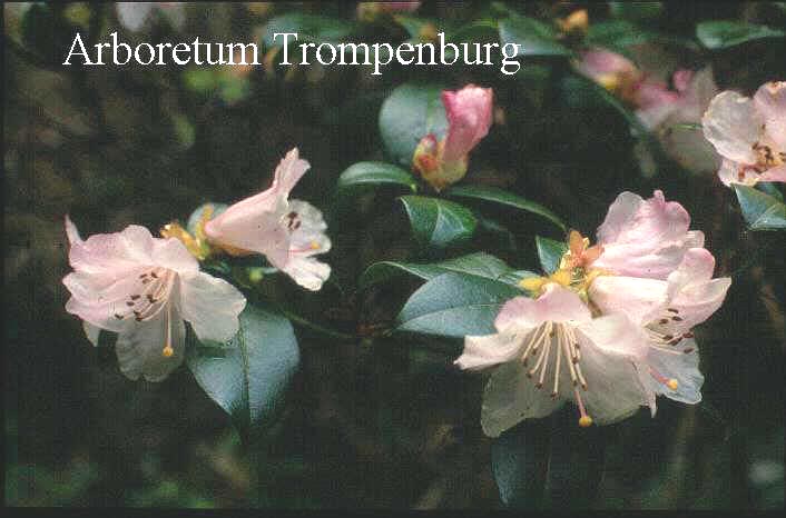 Rhododendron ciliatum