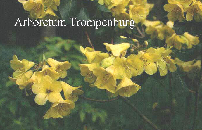 Rhododendron cinnabarinum xanthocodon