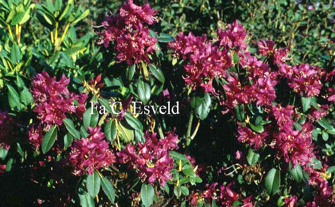 Rhododendron concinnum pseudoyanthinum