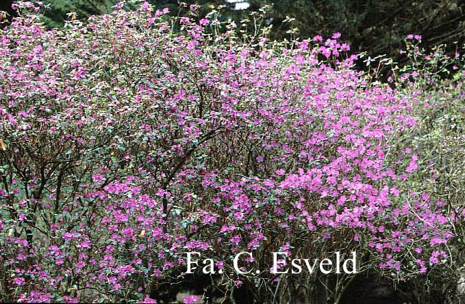 Rhododendron dauricum