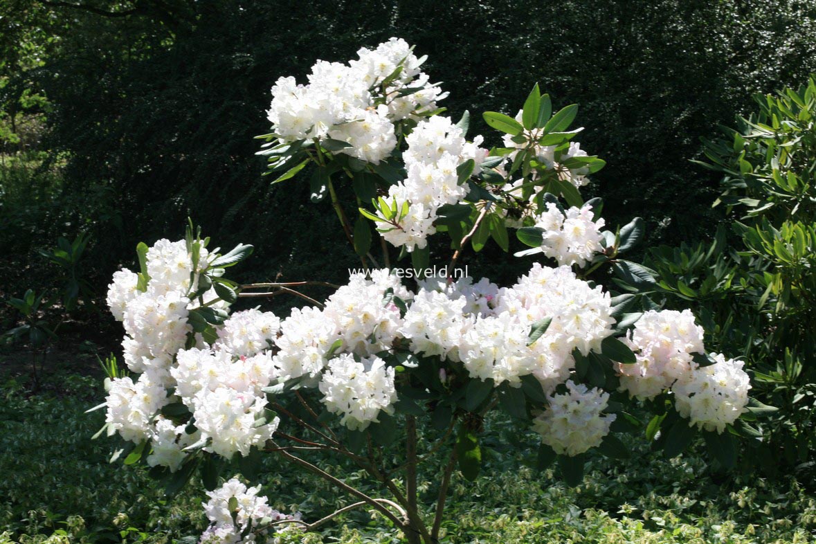Rhododendron decorum subsp. diaprepes