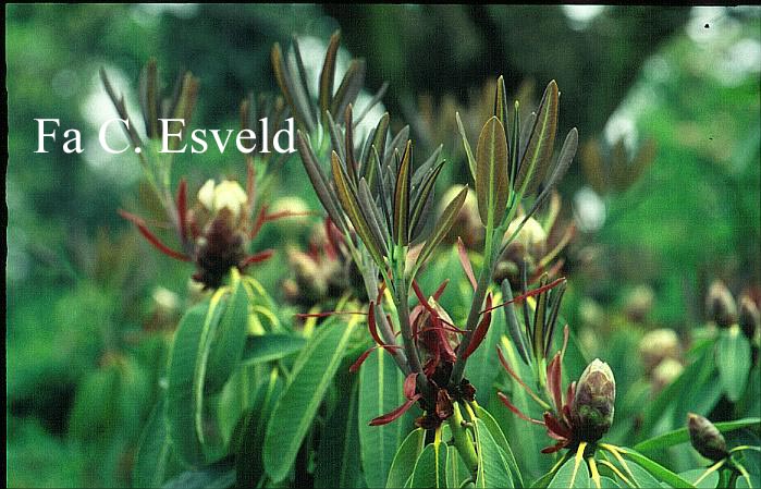 Rhododendron decorum