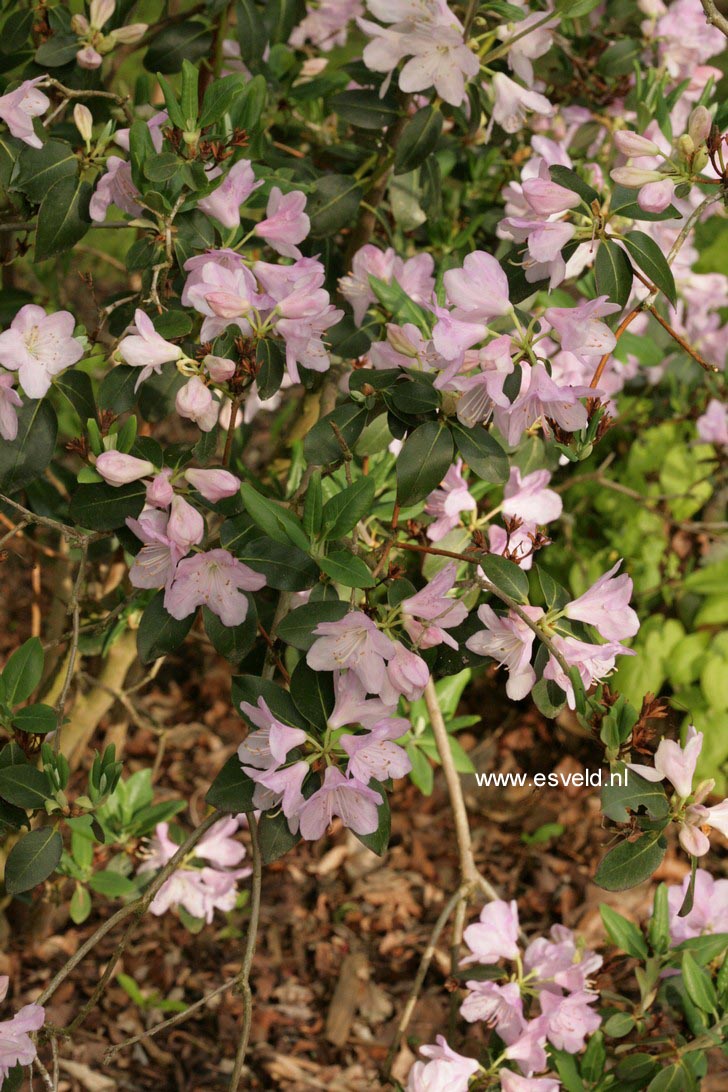 Rhododendron desquamatum