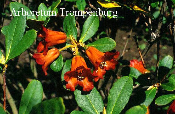 Rhododendron dichroanthum scyphocalyx