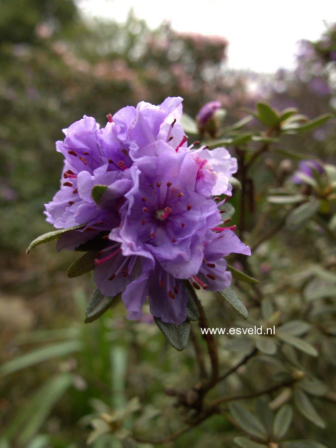 Rhododendron edgarianum