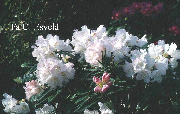 Rhododendron elegantulum