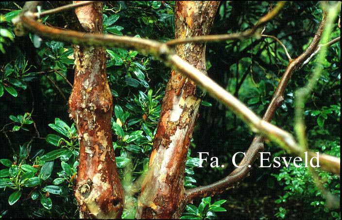 Rhododendron falconeri