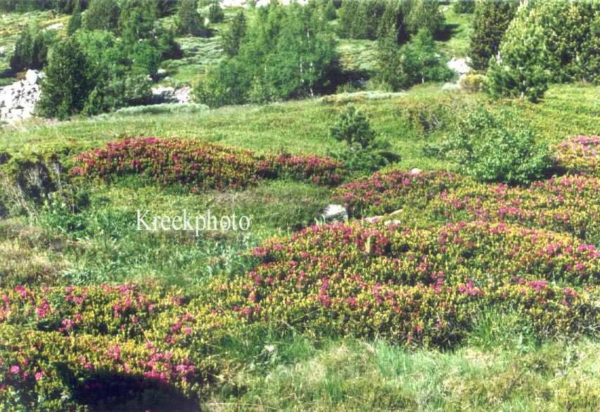 Rhododendron ferrugineum