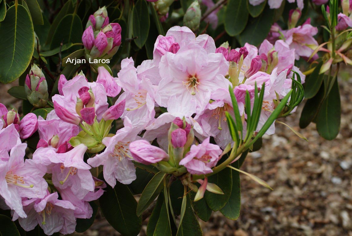Rhododendron fortunei