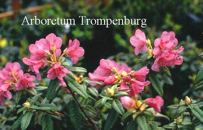 Rhododendron glaucophyllum