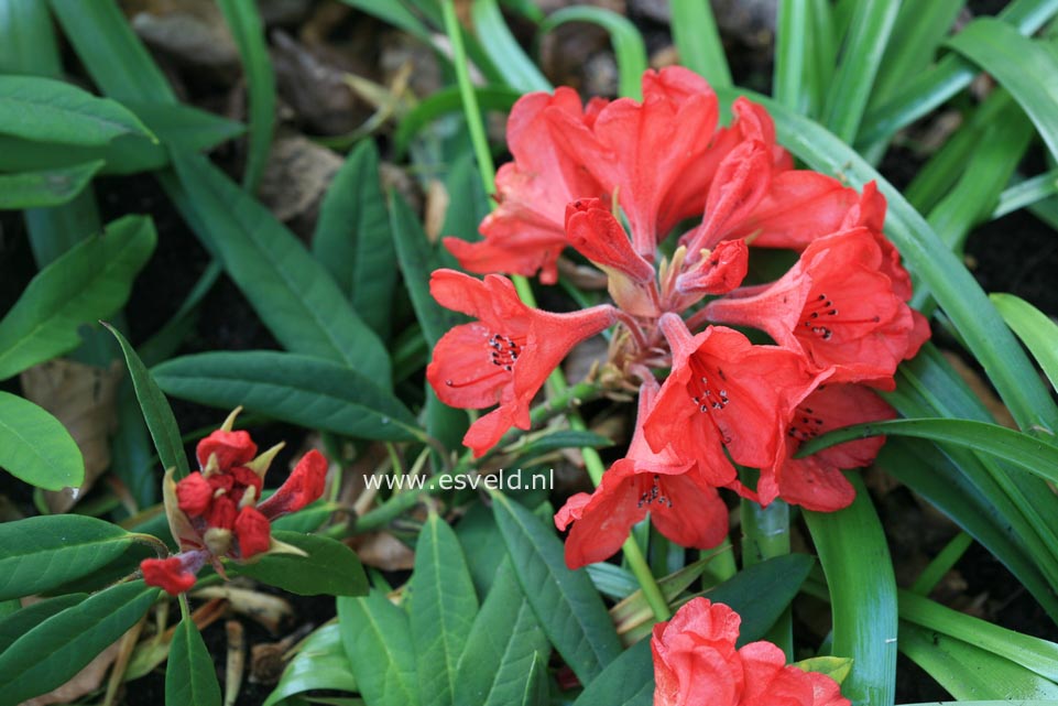 Rhododendron griersonianum