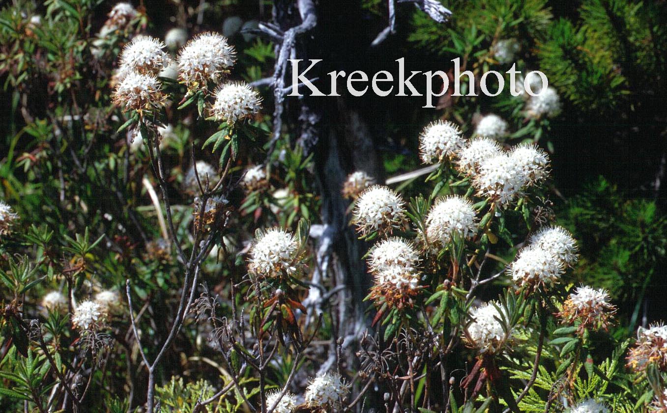 Rhododendron groenlandicum