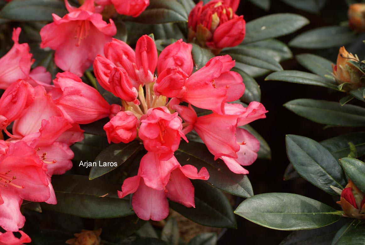 Rhododendron haematodes