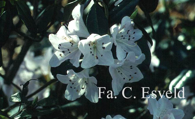 Rhododendron heliolepis