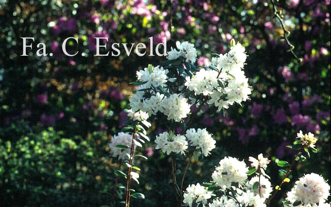 Rhododendron hemitrichotum