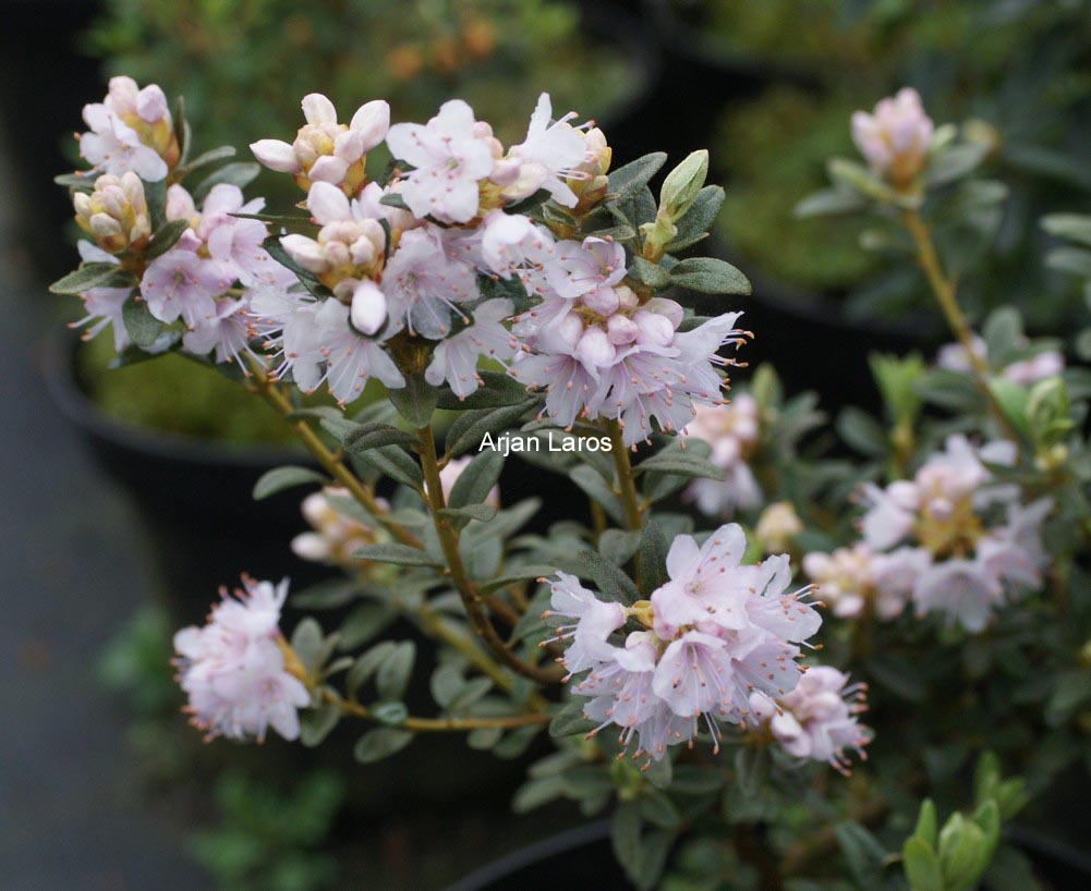 Rhododendron impeditum 'White Form'