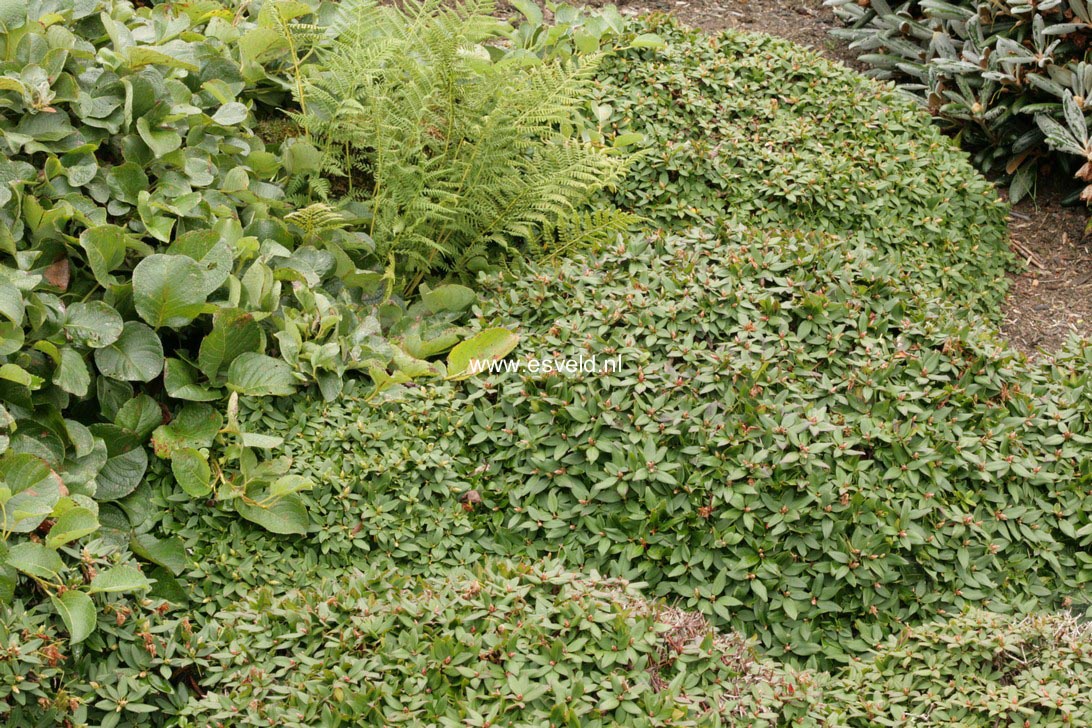 Rhododendron keiskei 'Yaku Fairy'