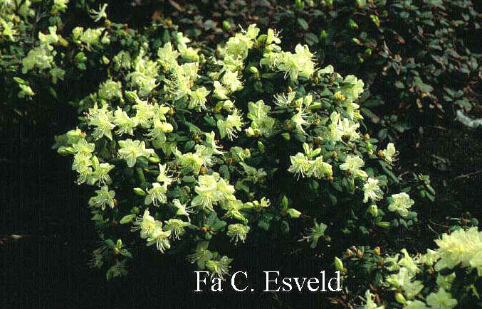 Rhododendron keiskei