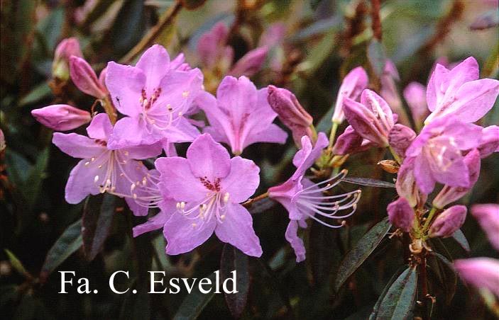 Rhododendron lochmium