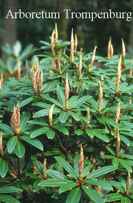 Rhododendron longesquamatum