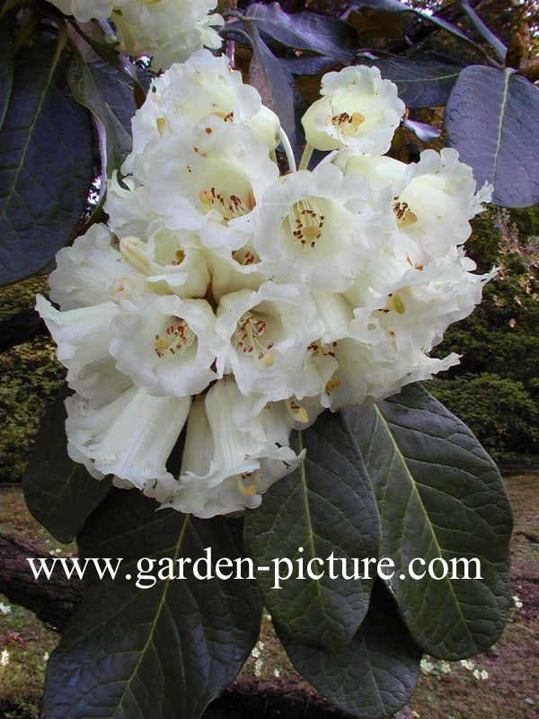 Rhododendron macabeanum