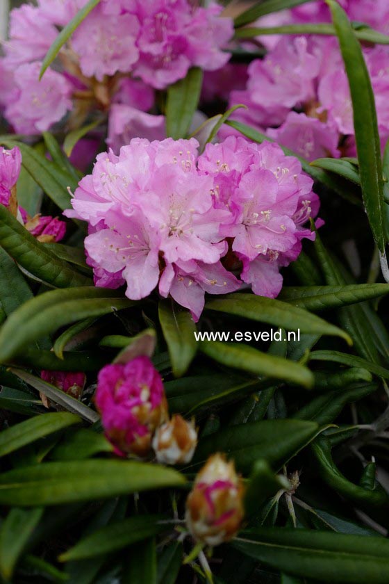 Rhododendron makinoi 'Silber'