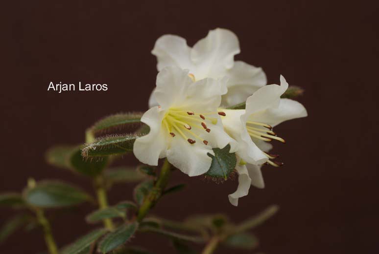 Rhododendron megeratum