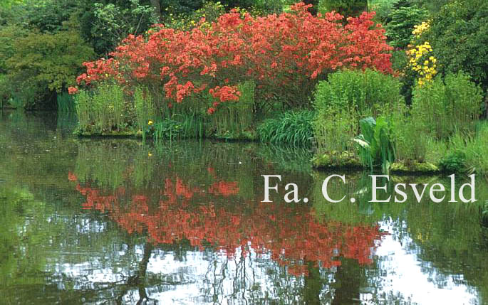 Rhododendron molle subsp. japonicum